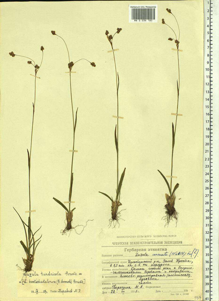 Luzula arcuata subsp. unalaschkensis (Buch.) Hultén, Сибирь, Чукотка и Камчатка (S7) (Россия)