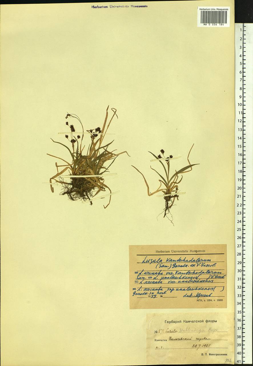Luzula arcuata subsp. unalaschkensis (Buch.) Hultén, Сибирь, Чукотка и Камчатка (S7) (Россия)