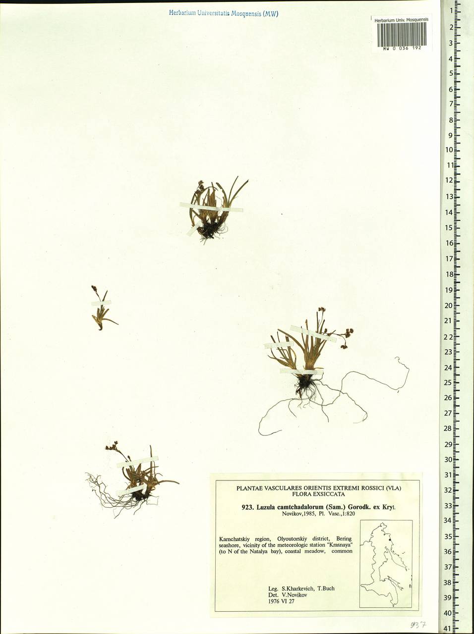 Luzula arcuata subsp. unalaschkensis (Buch.) Hultén, Сибирь, Чукотка и Камчатка (S7) (Россия)