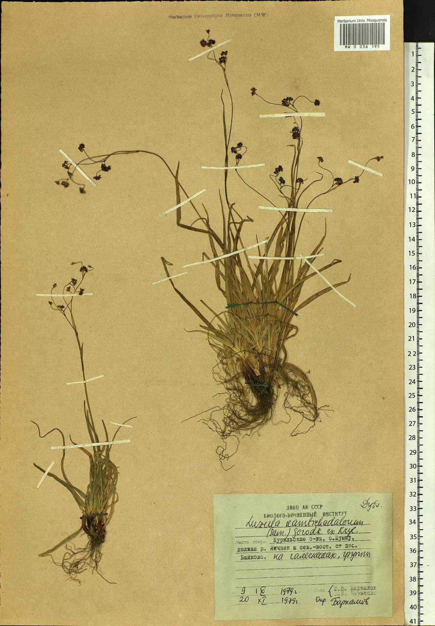 Luzula arcuata subsp. unalaschkensis (Buchenau) Hultén, Сибирь, Дальний Восток (S6) (Россия)