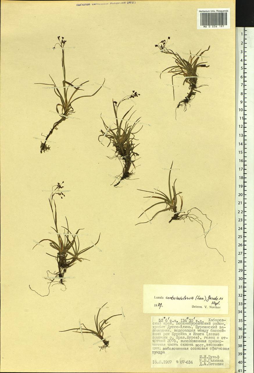 Luzula arcuata subsp. unalaschkensis (Buch.) Hultén, Сибирь, Дальний Восток (S6) (Россия)