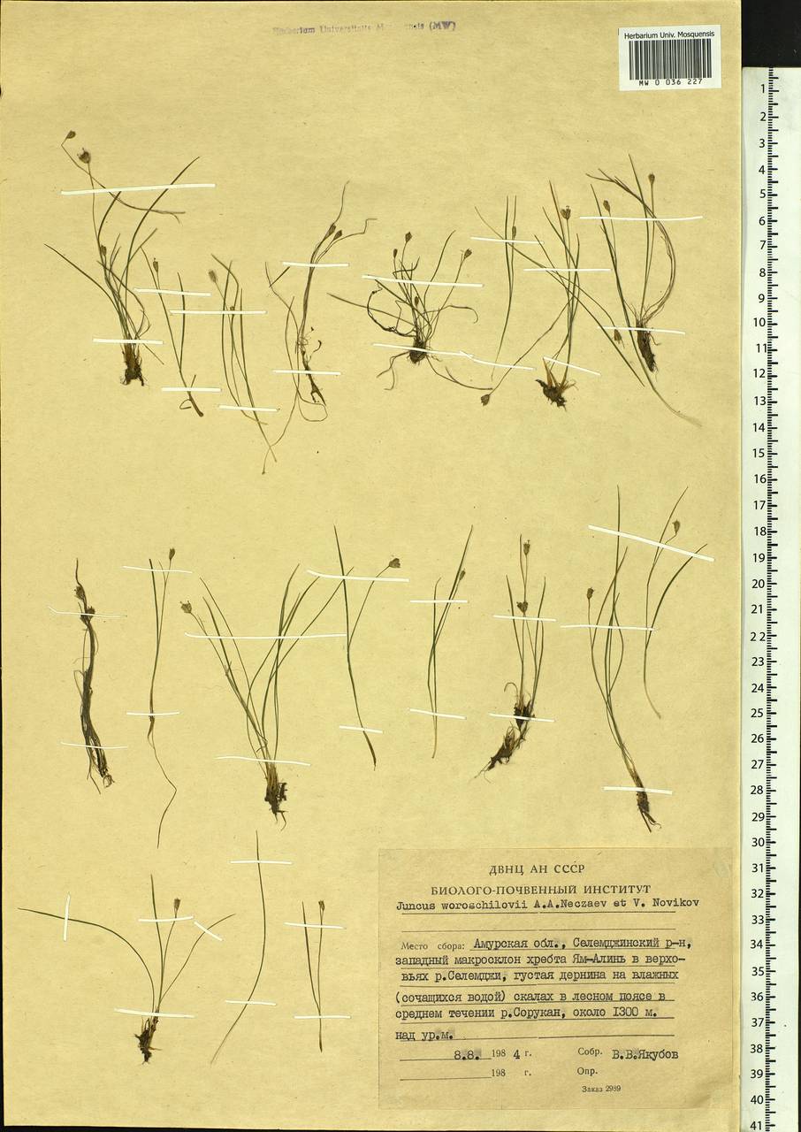 Juncus potaninii subsp. woroschilovii (Nechaev & Novikov) Novikov, Сибирь, Дальний Восток (S6) (Россия)