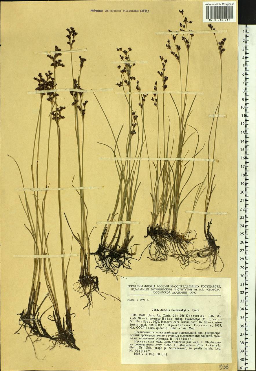Juncus persicus subsp. libanoticus (Thiébaut) Novikov & Snogerup, Сибирь, Прибайкалье и Забайкалье (S4) (Россия)