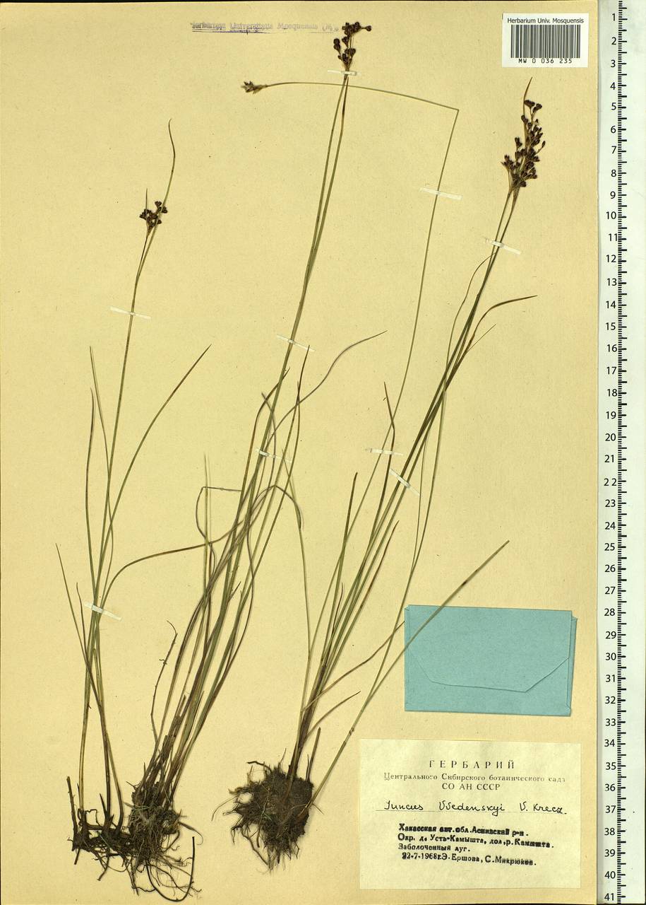Juncus persicus subsp. libanoticus (Thiébaut) Novikov & Snogerup, Сибирь, Алтай и Саяны (S2) (Россия)