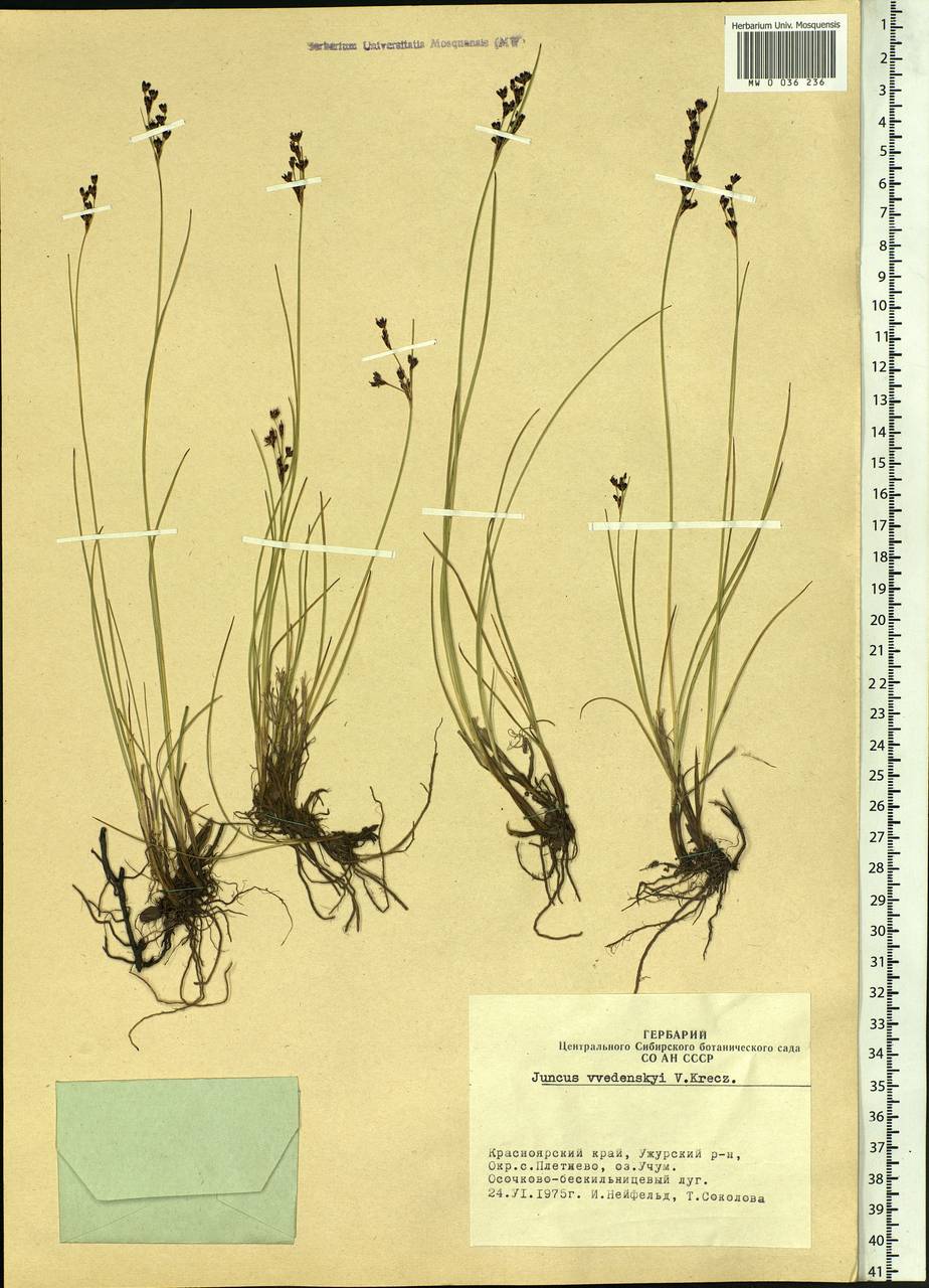 Juncus persicus subsp. libanoticus (Thiébaut) Novikov & Snogerup, Сибирь, Алтай и Саяны (S2) (Россия)
