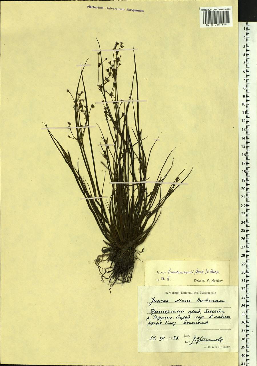 Juncus articulatus subsp. limosus (Worosch.) Worosch., Сибирь, Дальний Восток (S6) (Россия)