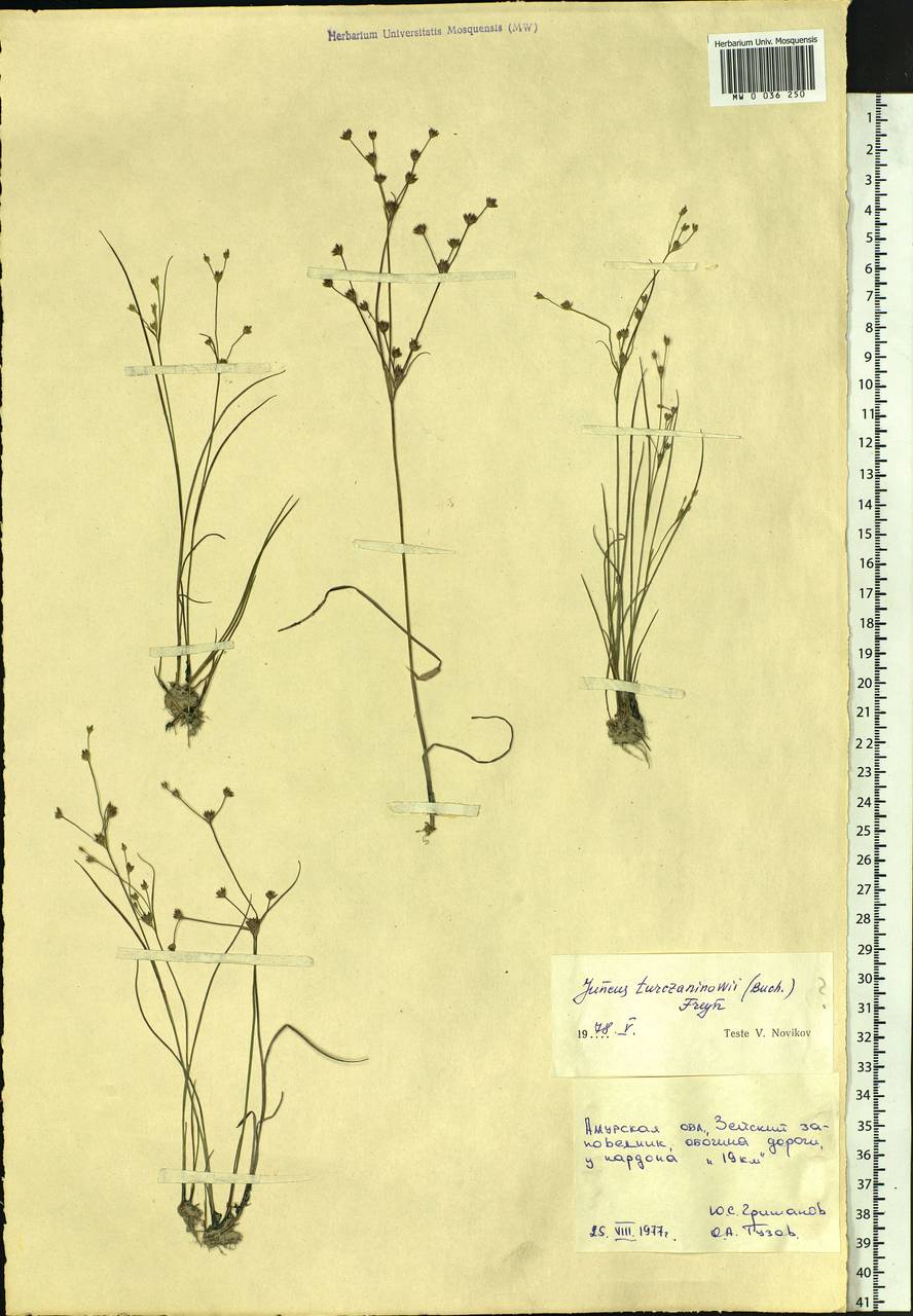 Juncus articulatus subsp. limosus (Vorosch.) Vorosch., Сибирь, Дальний Восток (S6) (Россия)