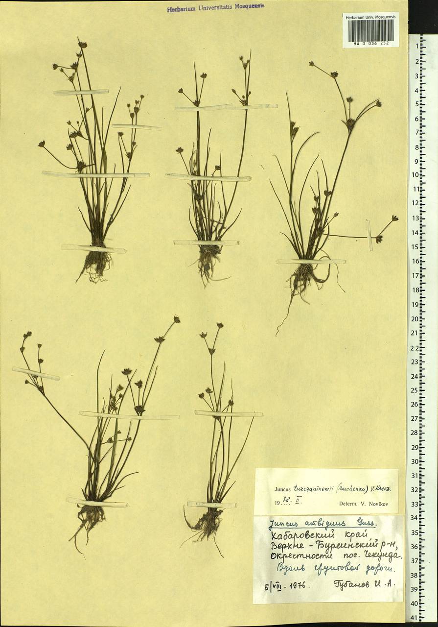 Juncus articulatus subsp. limosus (Worosch.) Worosch., Сибирь, Дальний Восток (S6) (Россия)