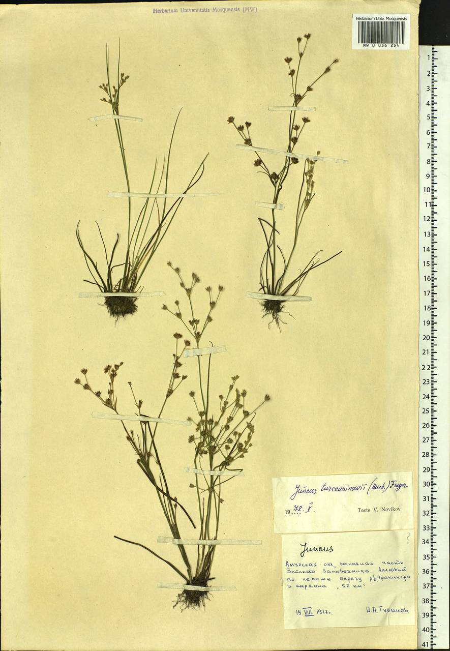Juncus articulatus subsp. limosus (Worosch.) Worosch., Сибирь, Дальний Восток (S6) (Россия)