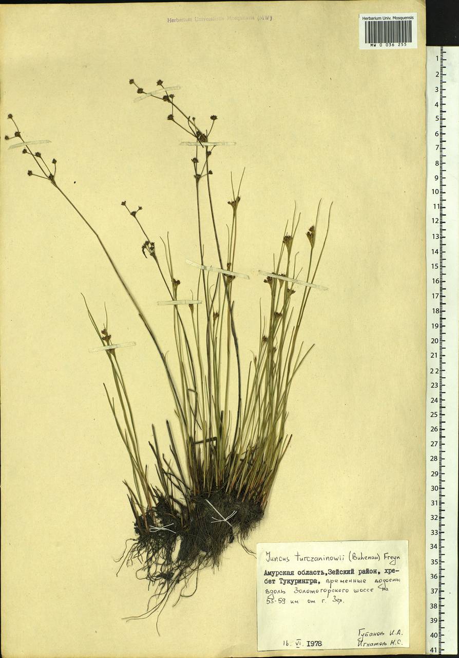 Juncus articulatus subsp. limosus (Worosch.) Worosch., Сибирь, Дальний Восток (S6) (Россия)