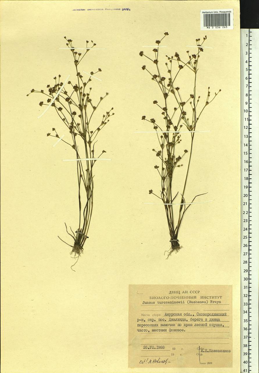 Juncus articulatus subsp. limosus (Worosch.) Worosch., Сибирь, Дальний Восток (S6) (Россия)