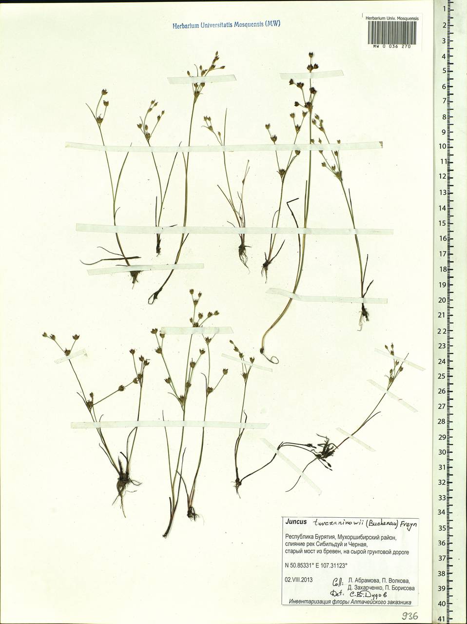 Juncus articulatus subsp. limosus (Worosch.) Worosch., Сибирь, Прибайкалье и Забайкалье (S4) (Россия)