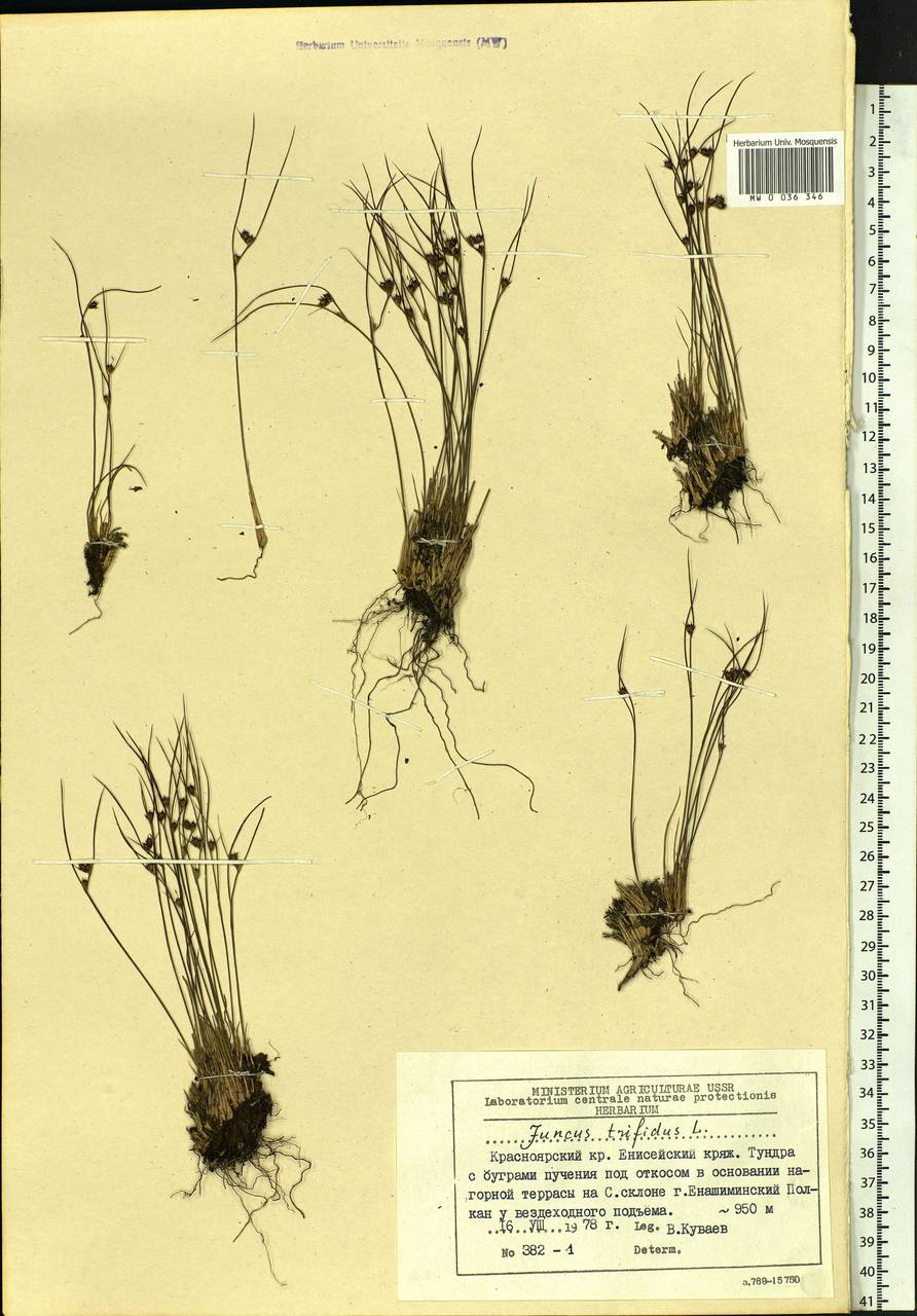 Oreojuncus trifidus (L.) Záv. Drábk. & Kirschner, Сибирь, Центральная Сибирь (S3) (Россия)