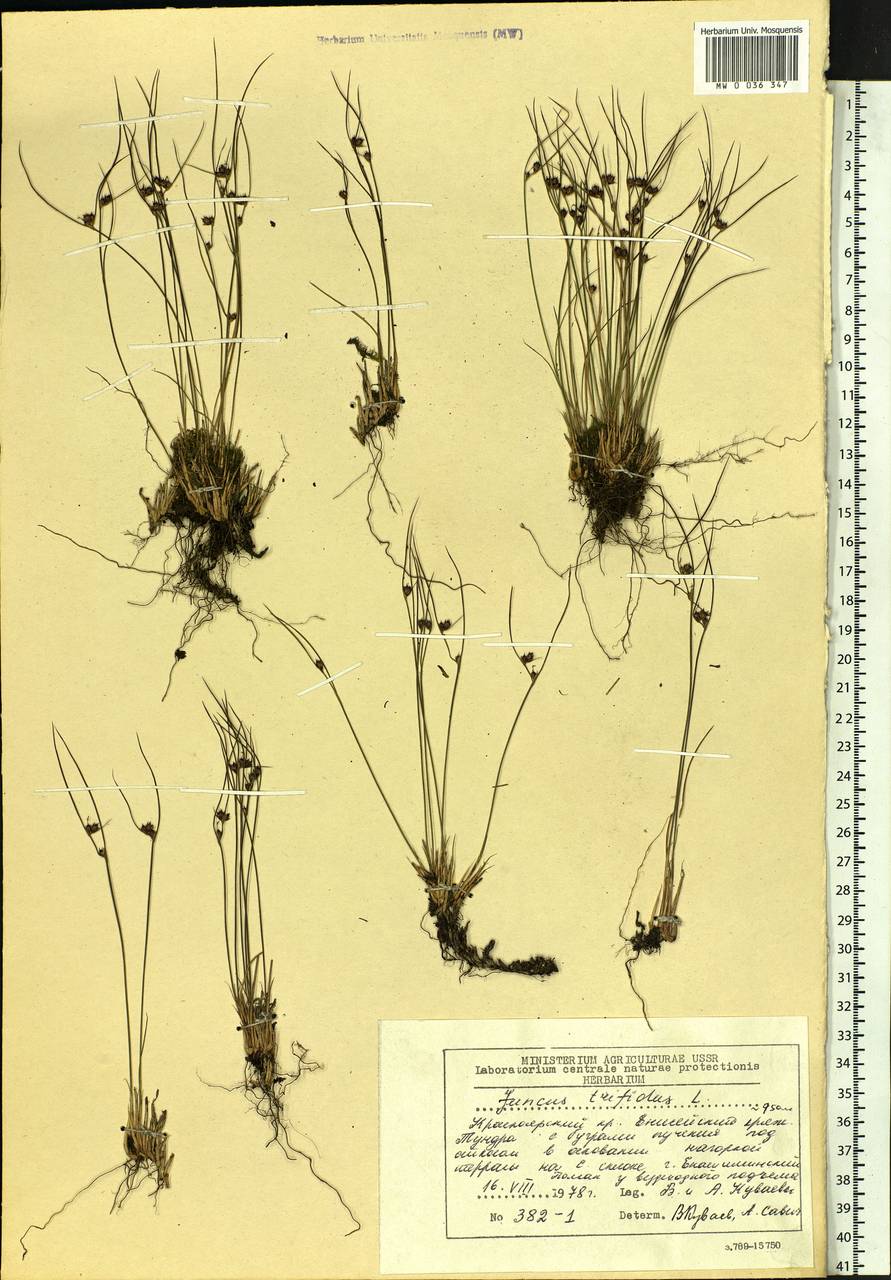 Oreojuncus trifidus (L.) Záv. Drábk. & Kirschner, Сибирь, Центральная Сибирь (S3) (Россия)