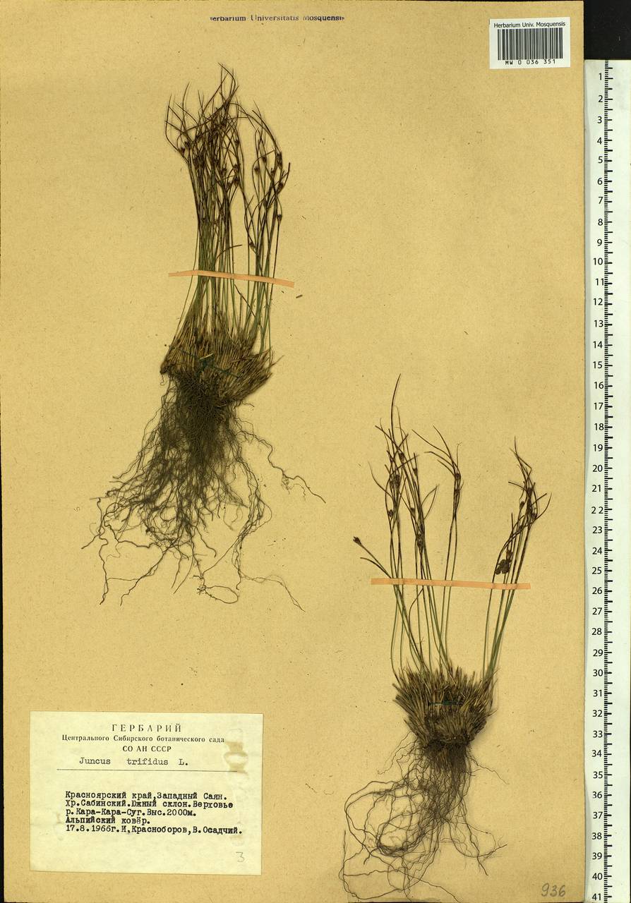 Oreojuncus trifidus (L.) Záv. Drábk. & Kirschner, Сибирь, Алтай и Саяны (S2) (Россия)