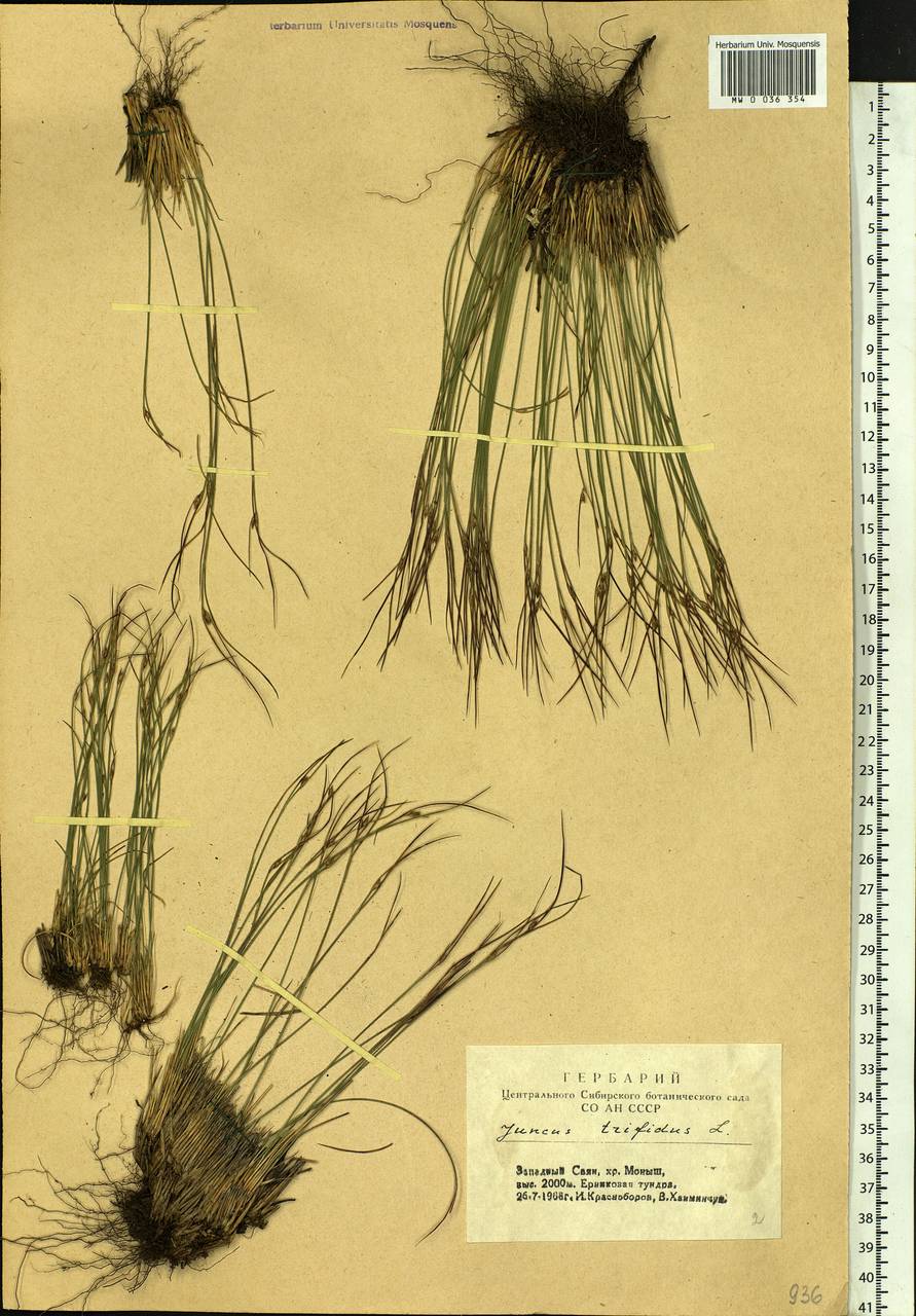 Oreojuncus trifidus (L.) Záv. Drábk. & Kirschner, Сибирь, Алтай и Саяны (S2) (Россия)