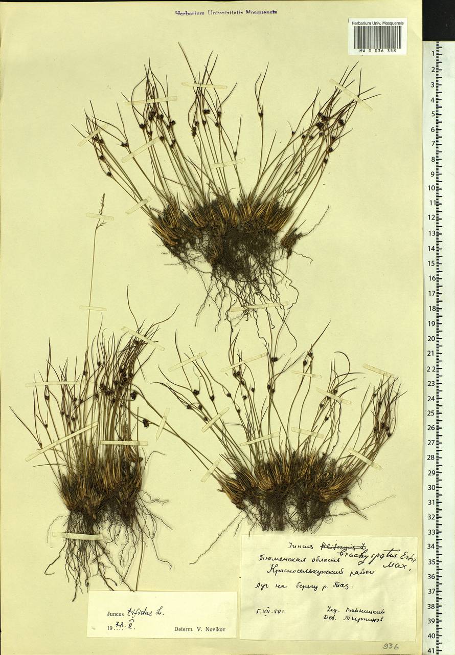 Oreojuncus trifidus (L.) Záv. Drábk. & Kirschner, Сибирь, Западная Сибирь (S1) (Россия)