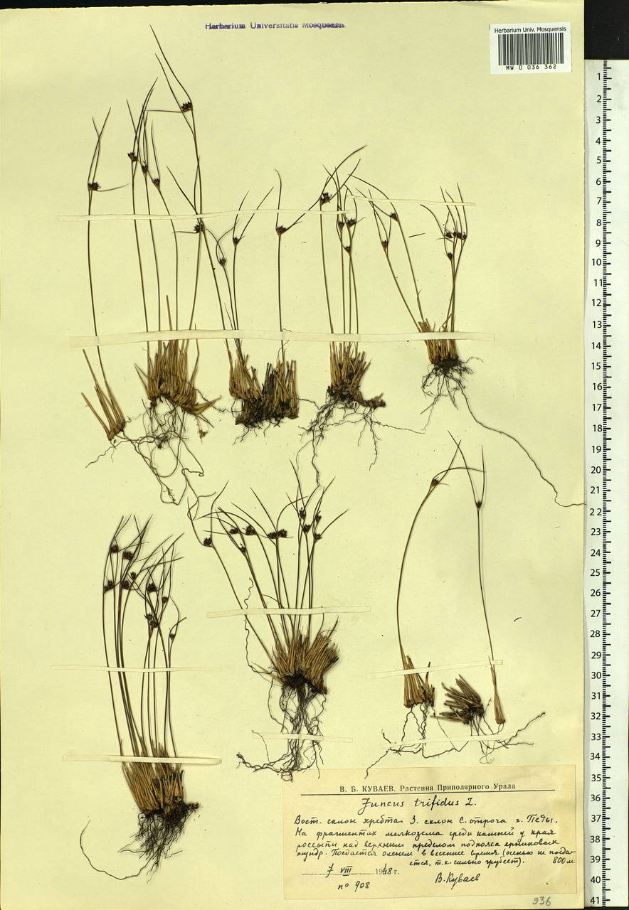 Oreojuncus trifidus (L.) Záv. Drábk. & Kirschner, Восточная Европа, Северный район (E1) (Россия)