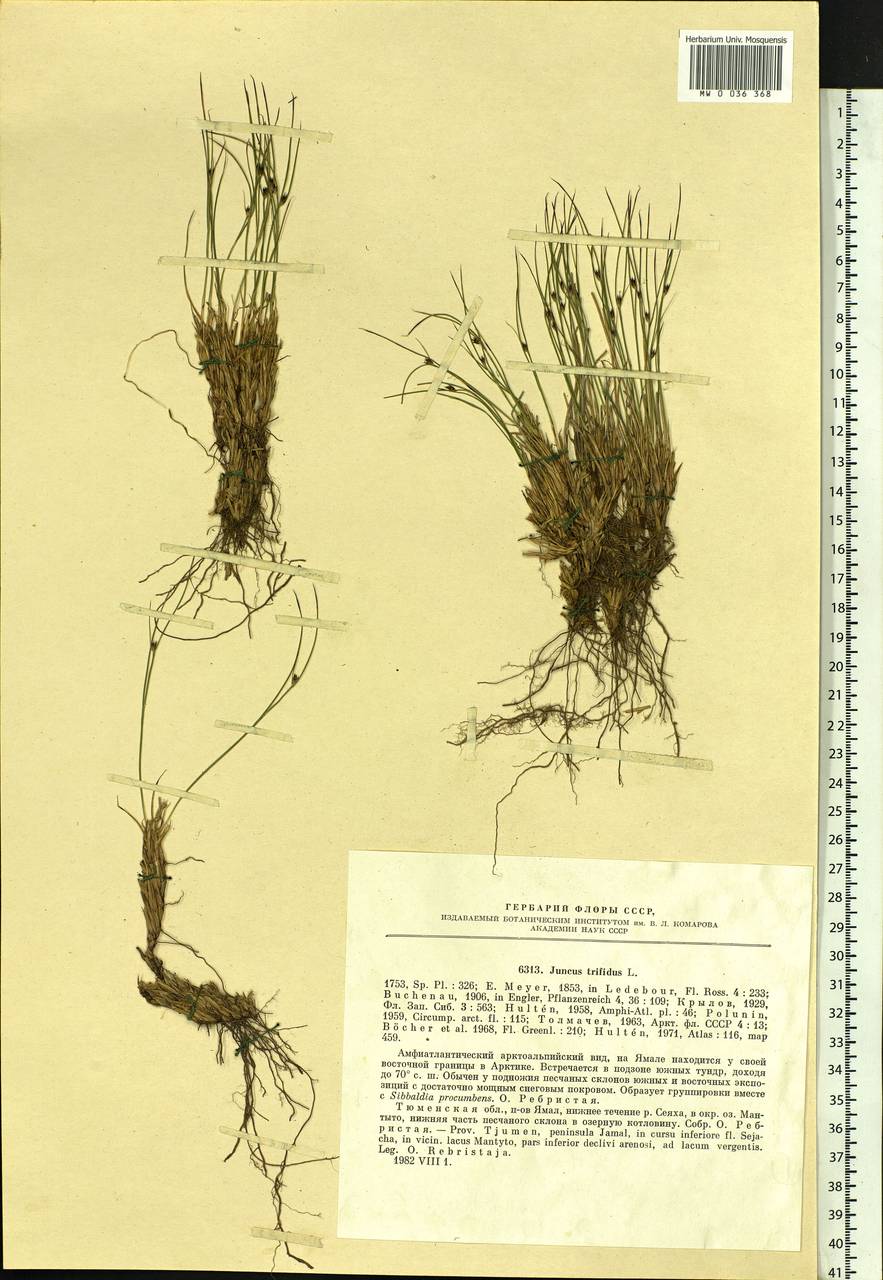 Oreojuncus trifidus (L.) Záv. Drábk. & Kirschner, Сибирь, Западная Сибирь (S1) (Россия)