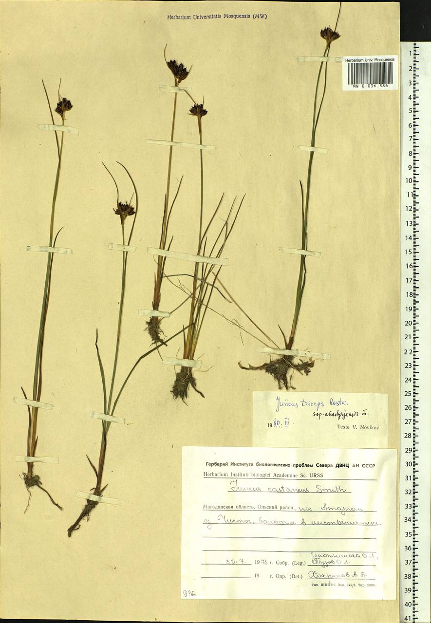 Juncus castaneus subsp. triceps (Rostk.) V. Novik., Сибирь, Чукотка и Камчатка (S7) (Россия)