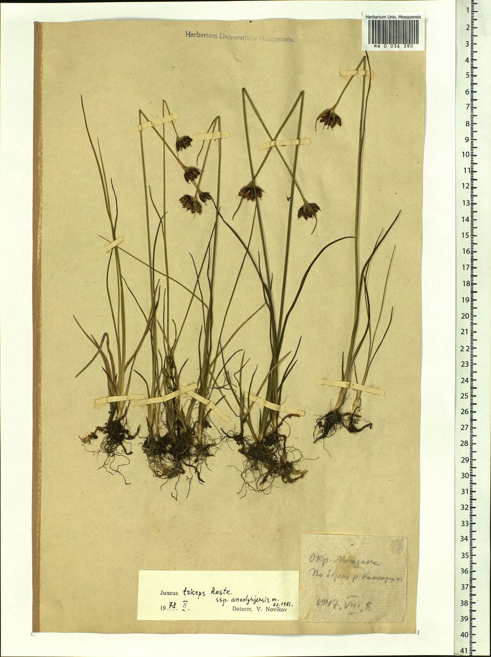 Juncus castaneus subsp. triceps (Rostk.) V. Novik., Сибирь, Чукотка и Камчатка (S7) (Россия)