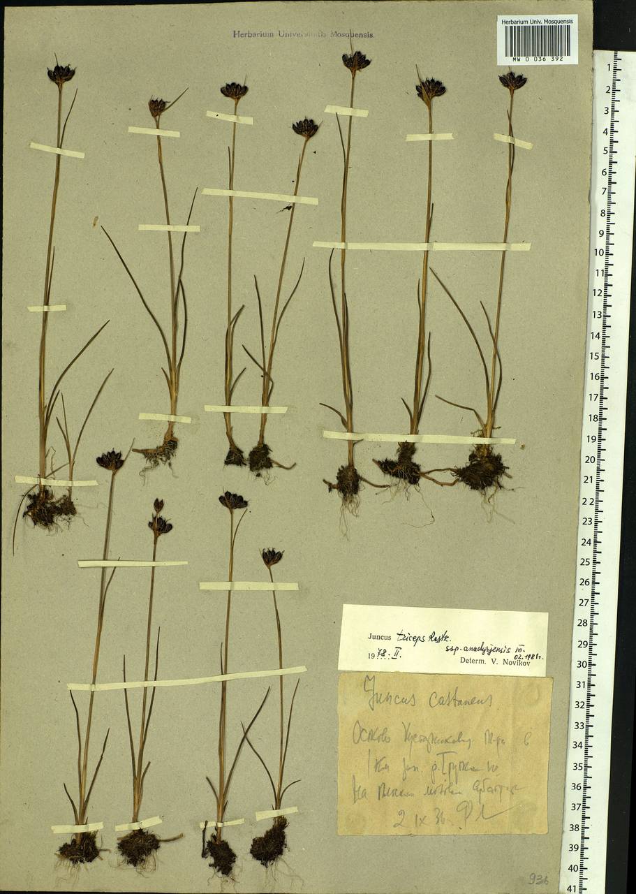 Juncus castaneus subsp. triceps (Rostk.) Novikov, Восточная Европа, Северный район (E1) (Россия)