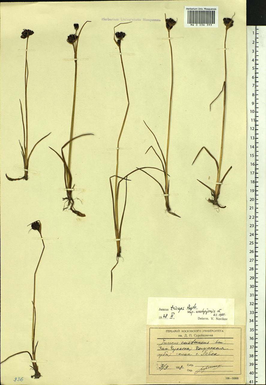 Juncus castaneus subsp. triceps (Rostk.) V. Novik., Сибирь, Чукотка и Камчатка (S7) (Россия)