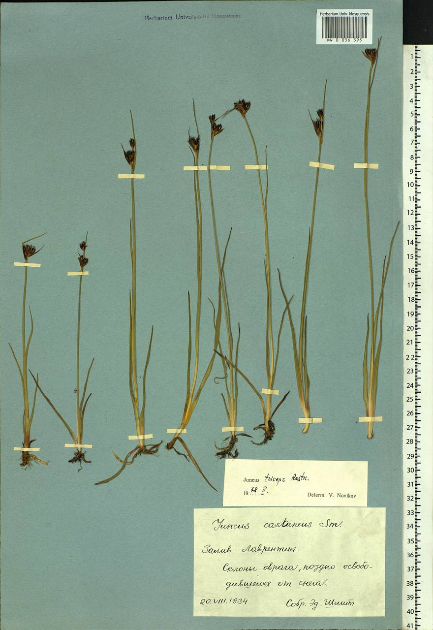 Juncus castaneus subsp. triceps (Rostk.) V. Novik., Сибирь, Чукотка и Камчатка (S7) (Россия)