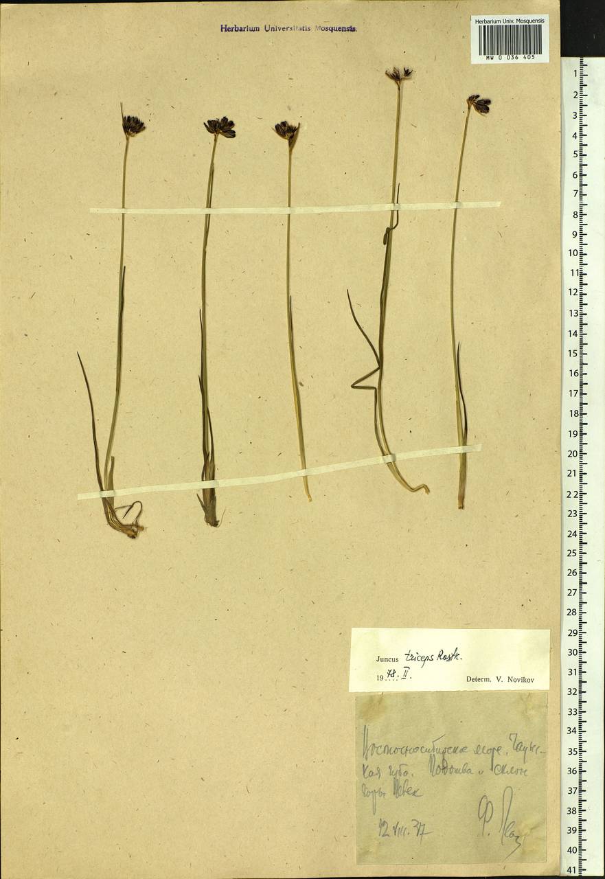 Juncus castaneus subsp. triceps (Rostk.) V. Novik., Сибирь, Чукотка и Камчатка (S7) (Россия)