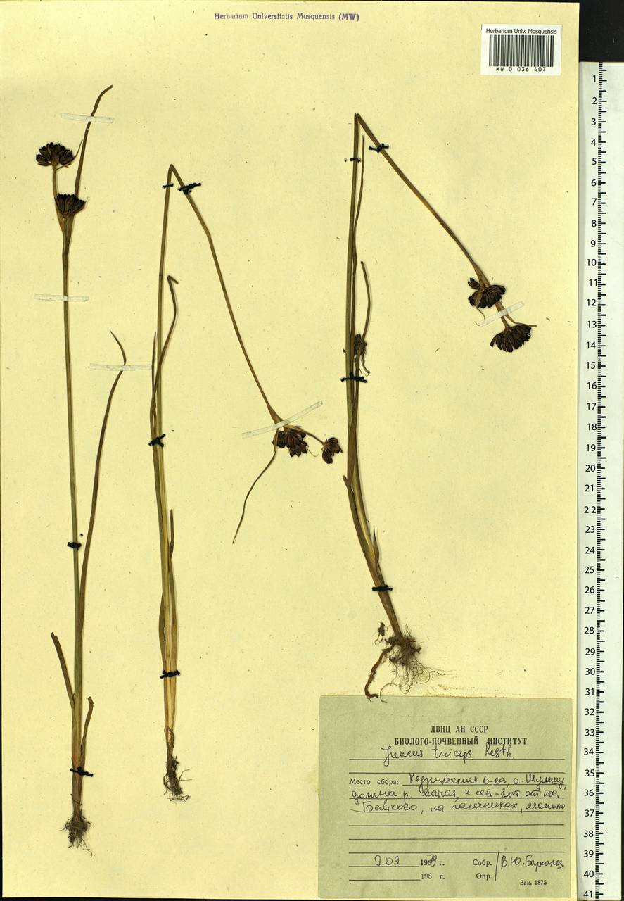 Juncus castaneus subsp. triceps (Rostk.) Novikov, Сибирь, Дальний Восток (S6) (Россия)