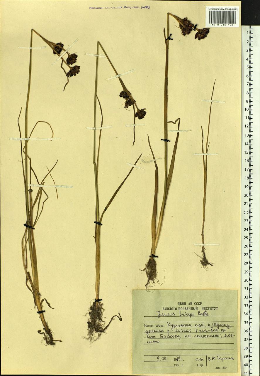 Juncus castaneus subsp. triceps (Rostk.) Novikov, Сибирь, Дальний Восток (S6) (Россия)