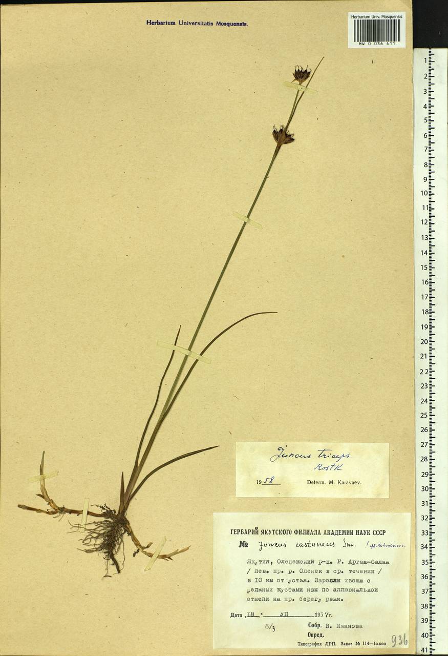 Juncus castaneus subsp. triceps (Rostk.) V. Novik., Сибирь, Якутия (S5) (Россия)