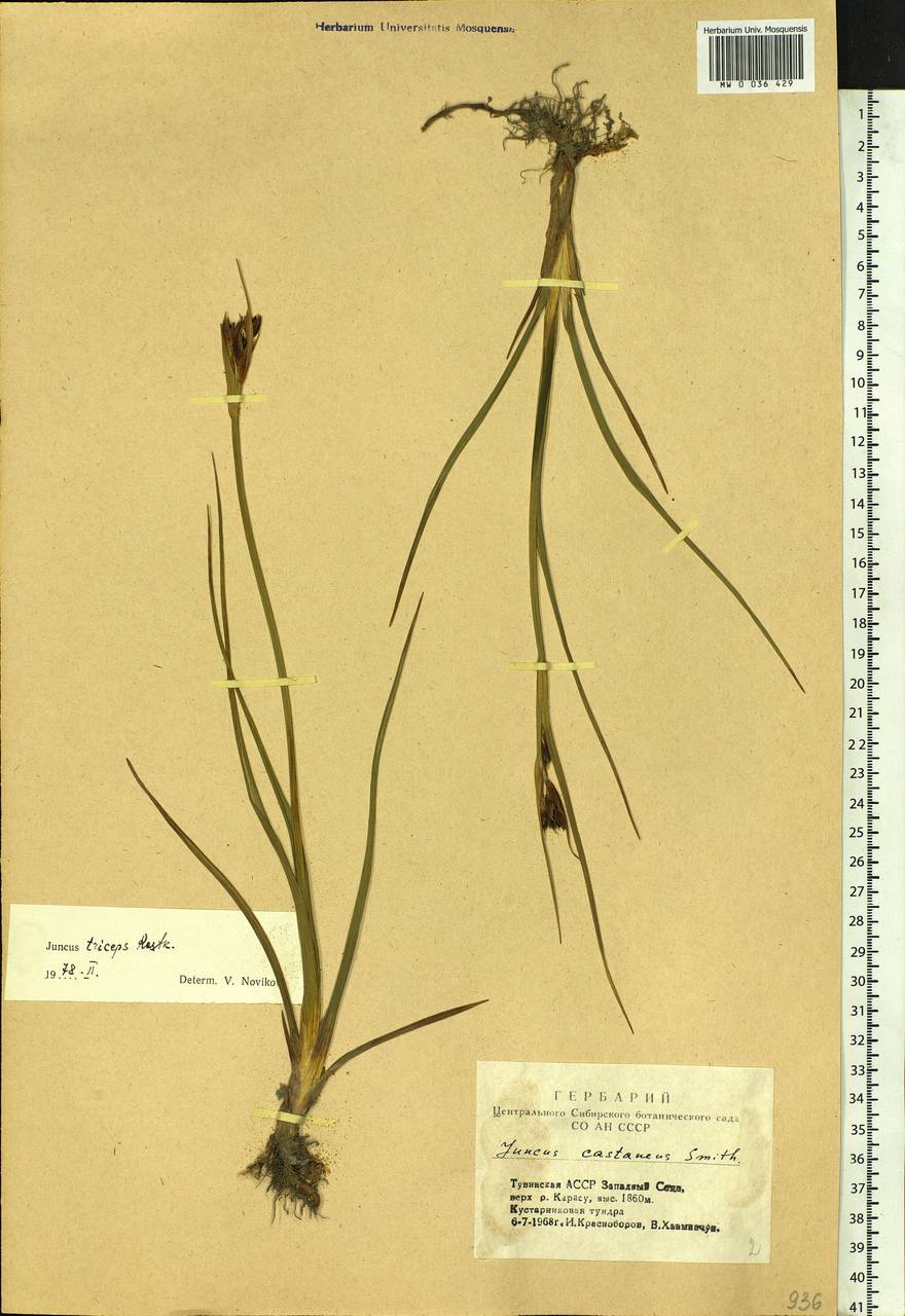 Juncus castaneus subsp. triceps (Rostk.) V. Novik., Сибирь, Алтай и Саяны (S2) (Россия)