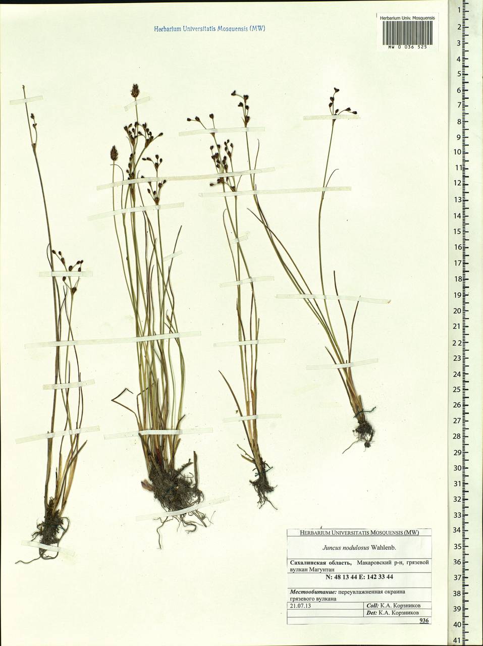 Juncus alpinoarticulatus subsp. rariflorus (Hartm.) Holub, Сибирь, Дальний Восток (S6) (Россия)