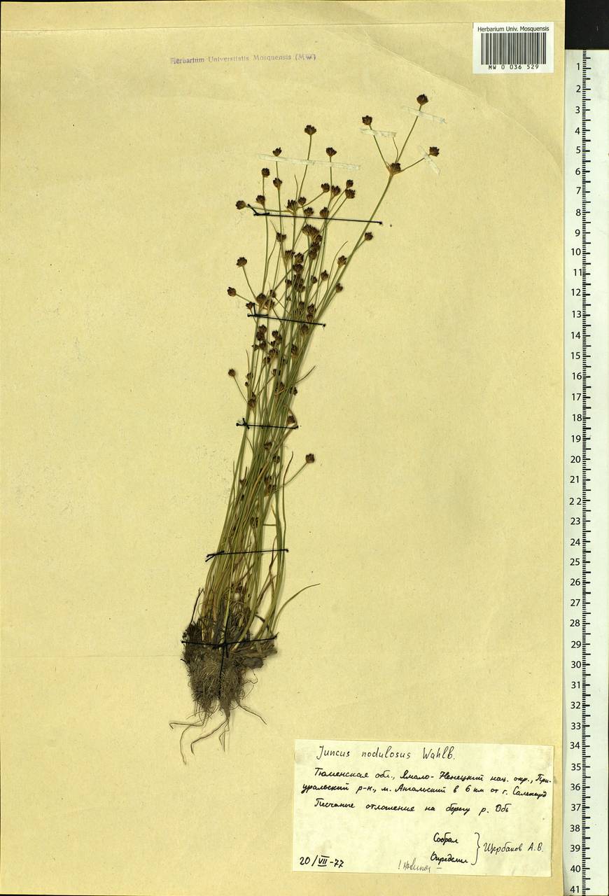 Juncus alpinoarticulatus subsp. rariflorus (Hartm.) Holub, Сибирь, Западная Сибирь (S1) (Россия)