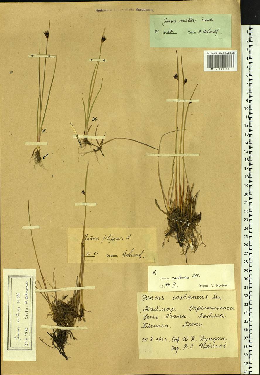 Juncus arcticus subsp. arcticus, Сибирь, Центральная Сибирь (S3) (Россия)