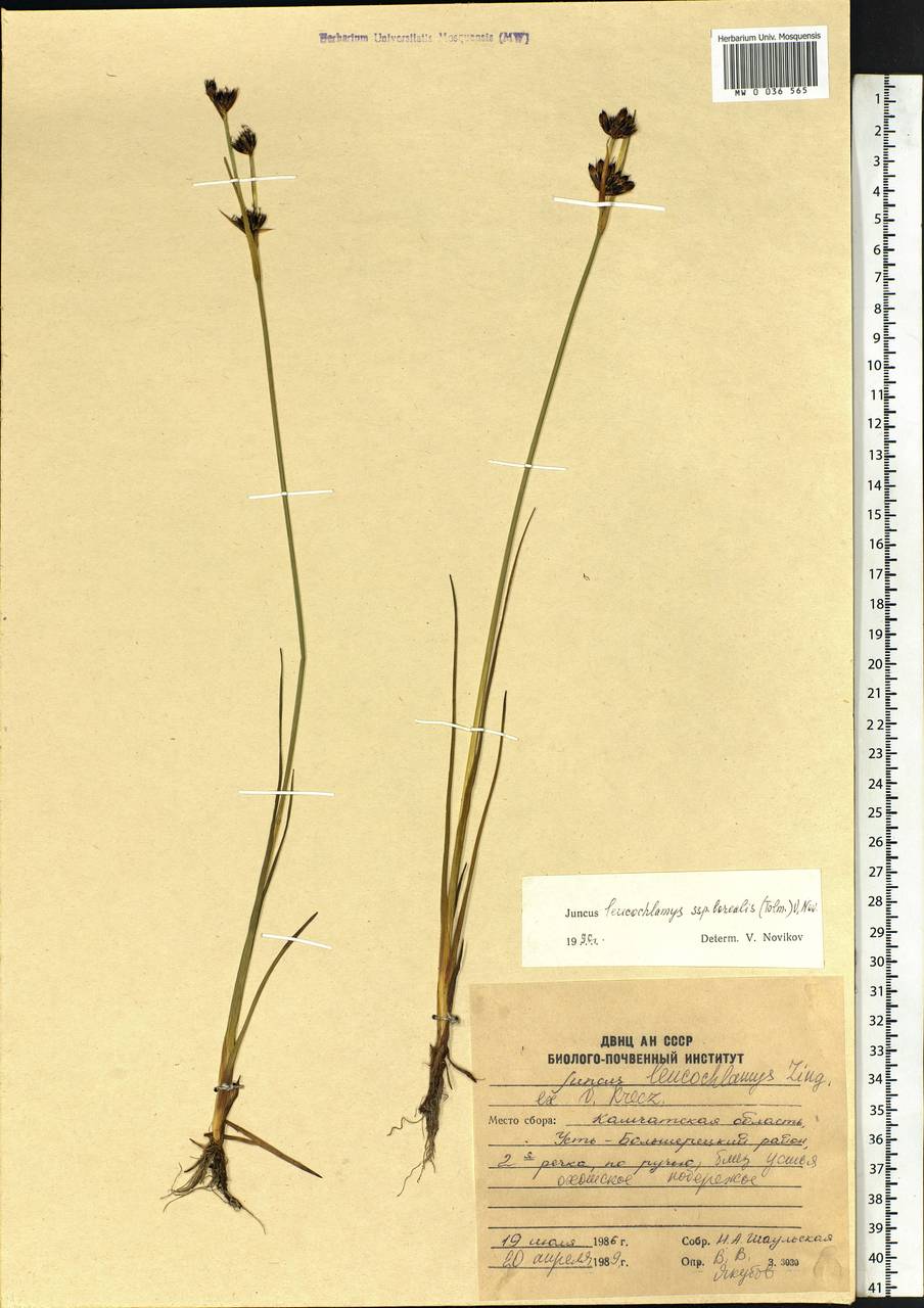 Juncus castaneus subsp. leucochlamys (V.J.Zinger ex V.I.Krecz.) Hultén, Сибирь, Чукотка и Камчатка (S7) (Россия)