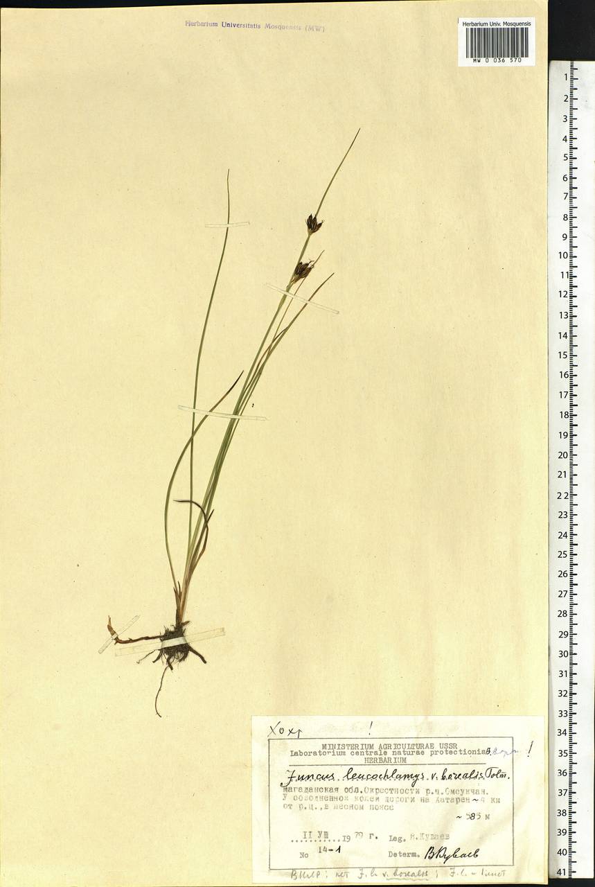 Juncus castaneus subsp. leucochlamys (V.J.Zinger ex V.I.Krecz.) Hultén, Сибирь, Чукотка и Камчатка (S7) (Россия)