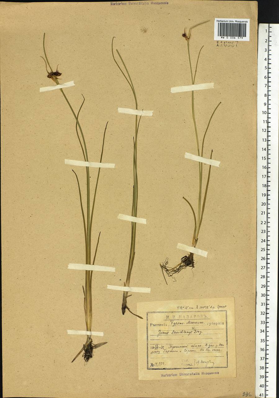 Juncus castaneus subsp. leucochlamys (V.J.Zinger ex V.I.Krecz.) Hultén, Сибирь, Прибайкалье и Забайкалье (S4) (Россия)