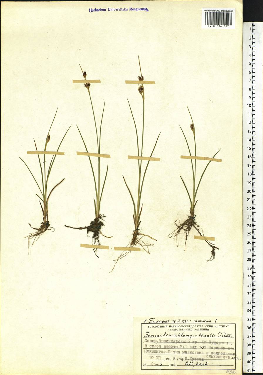 Juncus castaneus subsp. leucochlamys (V.J.Zinger ex V.I.Krecz.) Hultén, Сибирь, Центральная Сибирь (S3) (Россия)