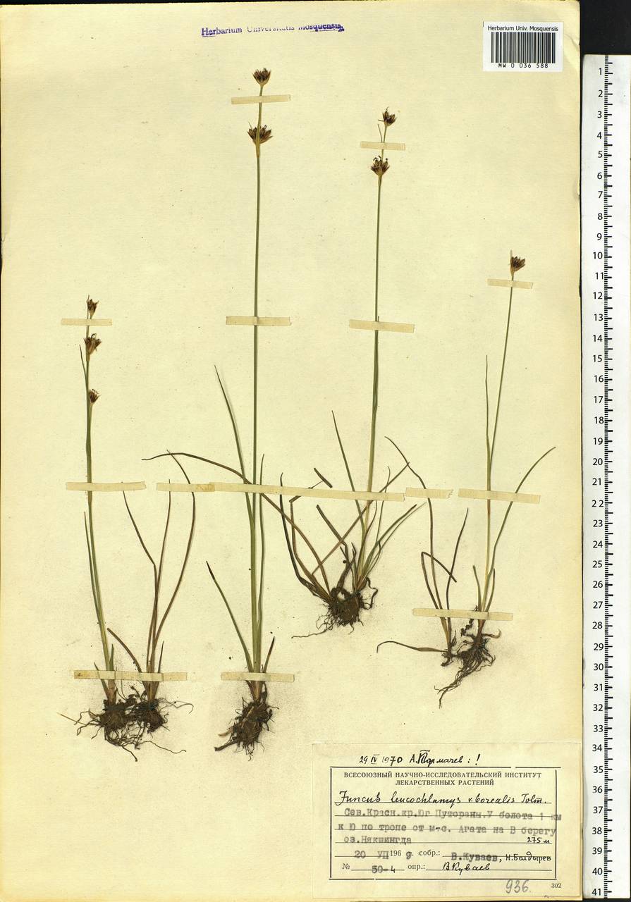 Juncus castaneus subsp. leucochlamys (V.J.Zinger ex V.I.Krecz.) Hultén, Сибирь, Центральная Сибирь (S3) (Россия)