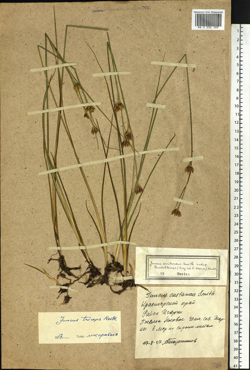 Juncus castaneus subsp. leucochlamys (V.J.Zinger ex V.I.Krecz.) Hultén, Сибирь, Центральная Сибирь (S3) (Россия)