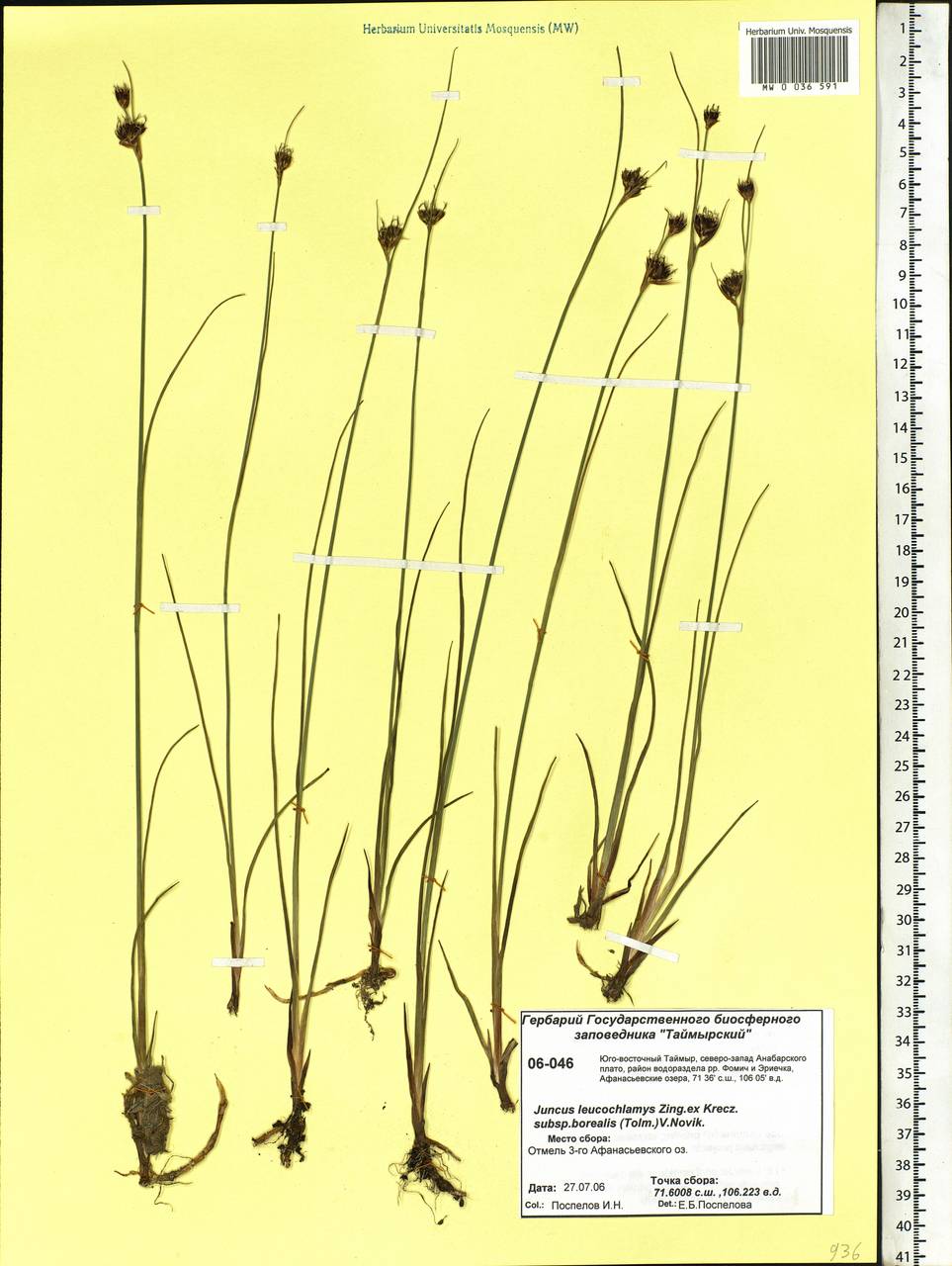 Juncus castaneus subsp. leucochlamys (W. J. Zinger ex V. I. Krecz.) Hultén, Сибирь, Центральная Сибирь (S3) (Россия)