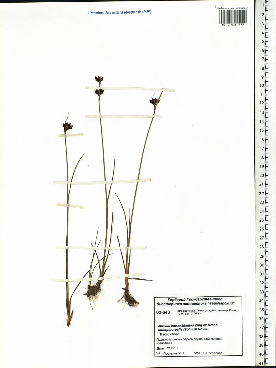 Juncus castaneus subsp. leucochlamys (W. J. Zinger ex V. I. Krecz.) Hultén, Сибирь, Центральная Сибирь (S3) (Россия)