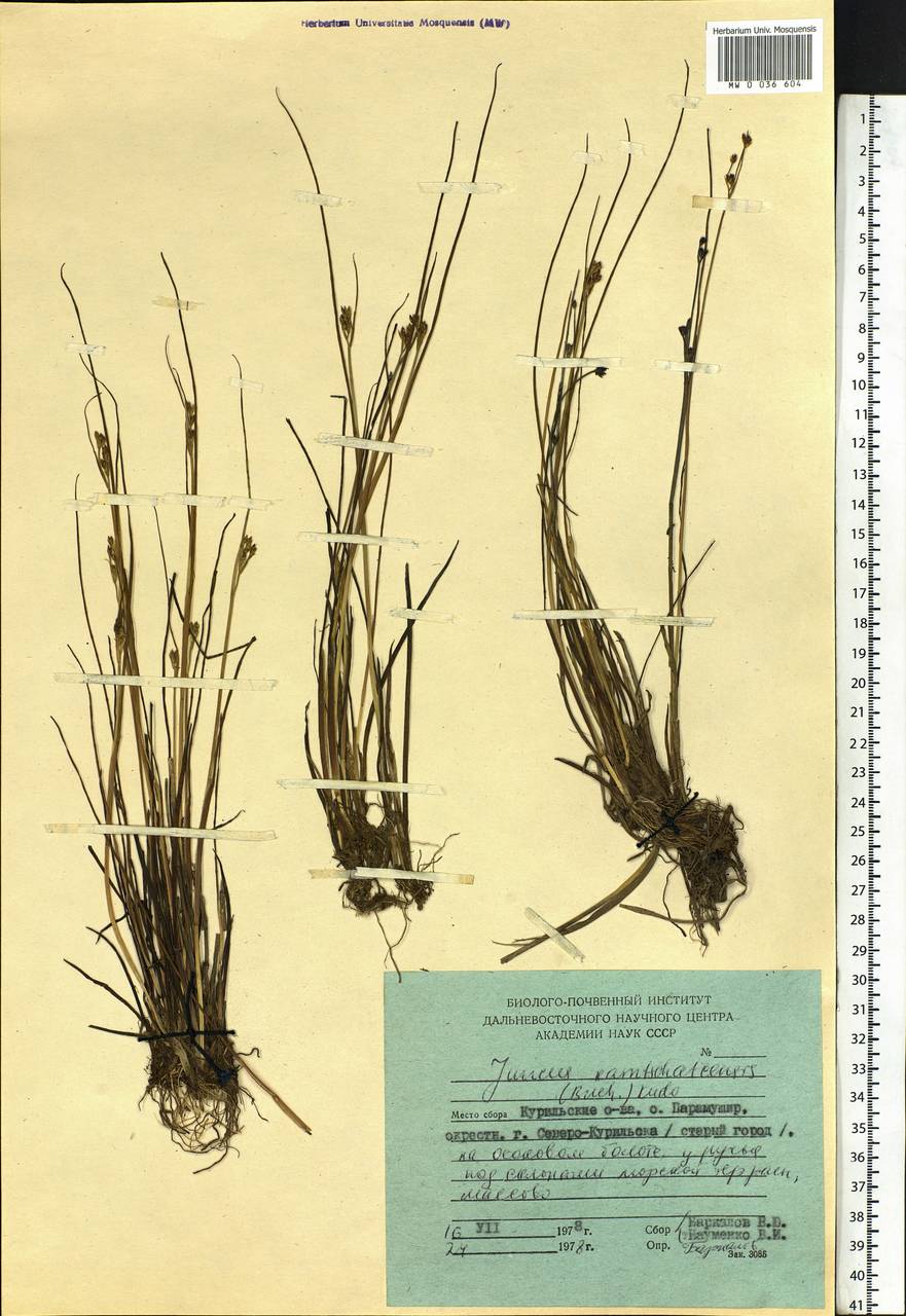Juncus fauriensis subsp. kamschatcensis (Buch.) Novikov, Сибирь, Дальний Восток (S6) (Россия)