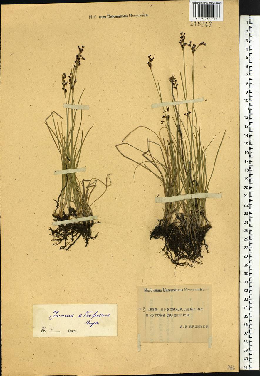 Juncus gerardi subsp. atrofuscus (Rupr.) Printz, Сибирь, Якутия (S5) (Россия)