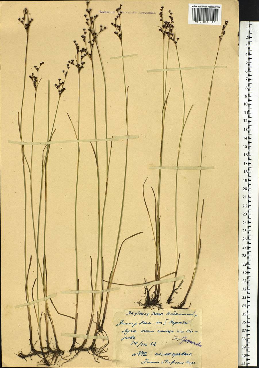 Juncus gerardi subsp. atrofuscus (Rupr.) Printz, Сибирь, Якутия (S5) (Россия)