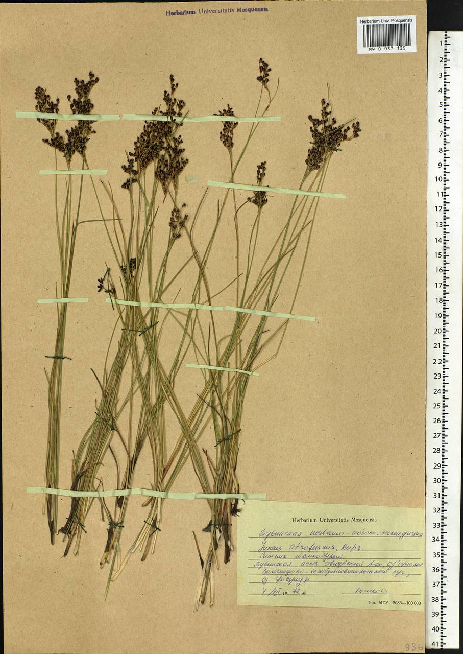 Juncus gerardi subsp. atrofuscus (Rupr.) Printz, Сибирь, Алтай и Саяны (S2) (Россия)
