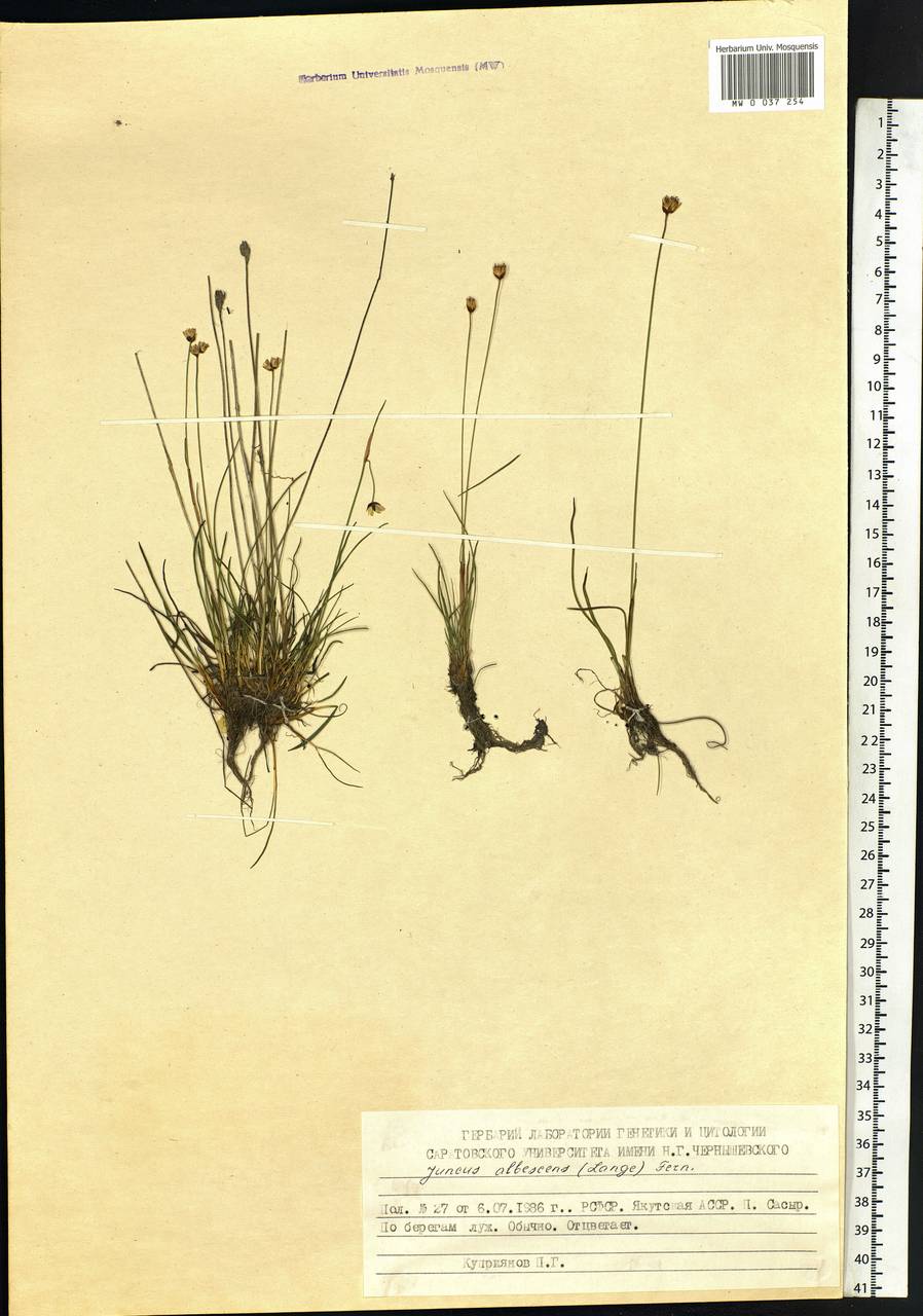 Ситник беловатый (Lange) Fern., Сибирь, Якутия (S5) (Россия)