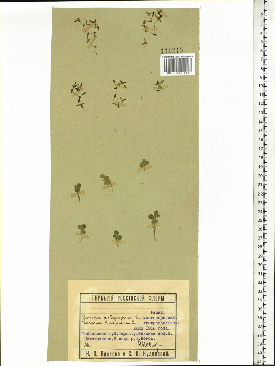 Ряска трехдольная L., Сибирь, Западная Сибирь (S1) (Россия)